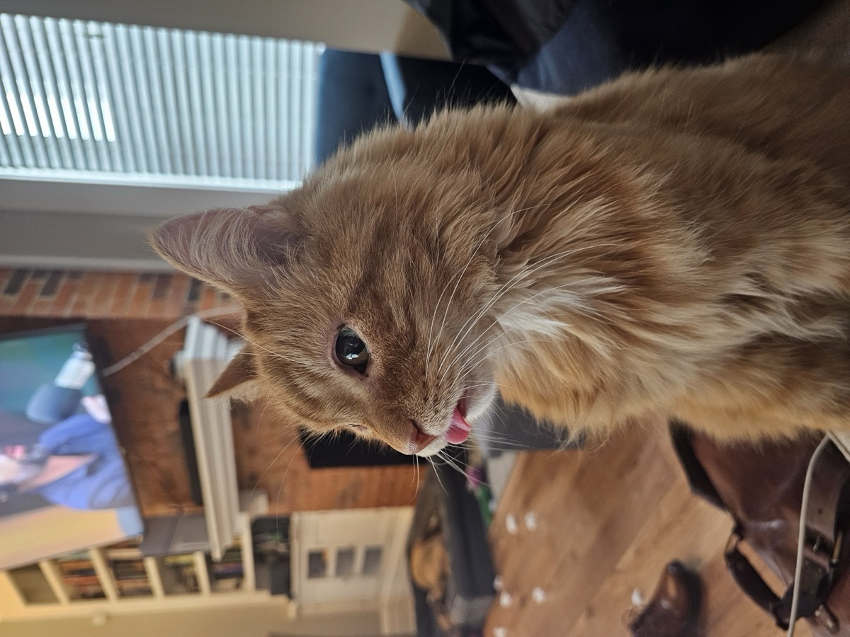 Simon the cat