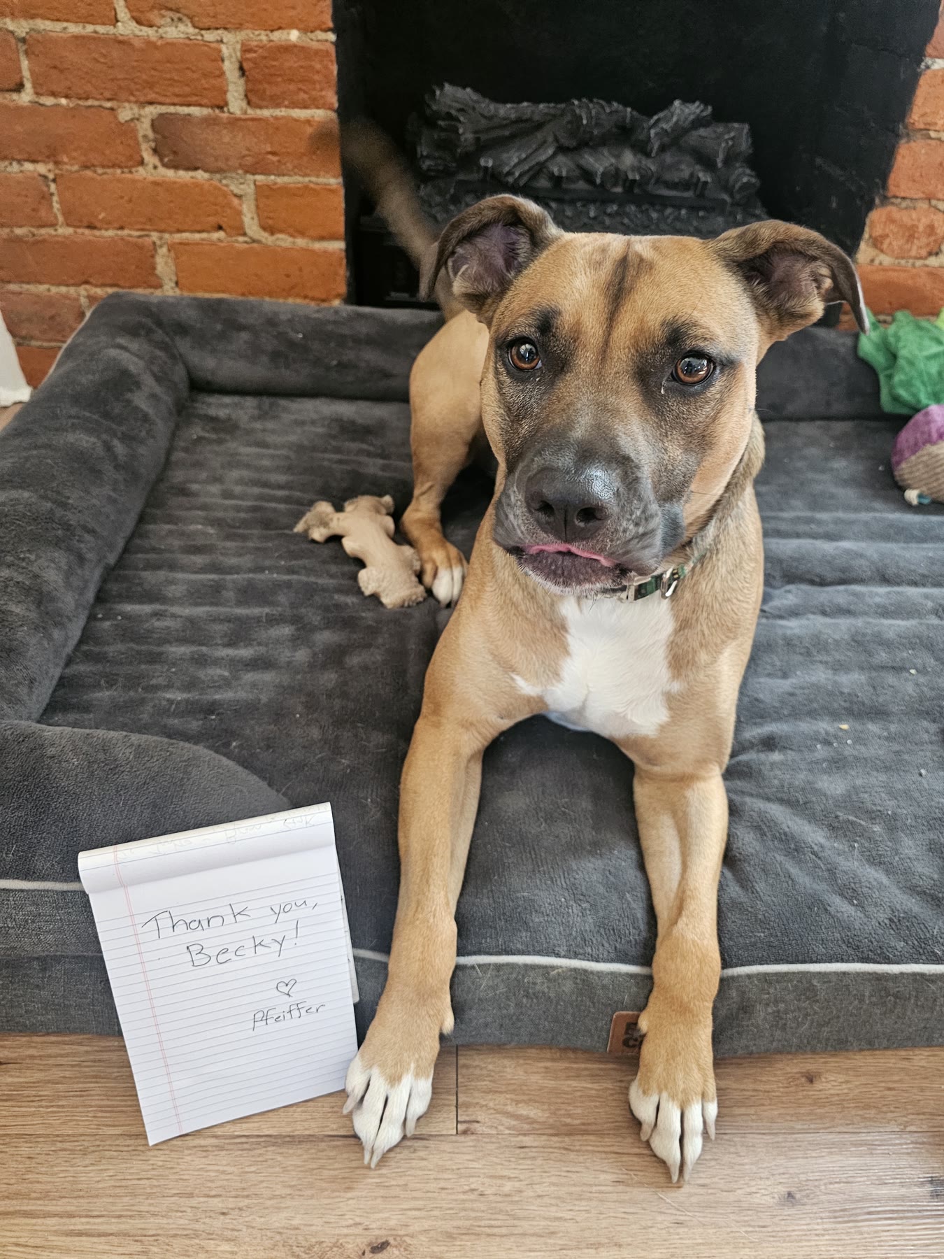 PFEIFFER on her dog bed beside a handwritten note that reads: Thank you, Becky. Pfeiffer.